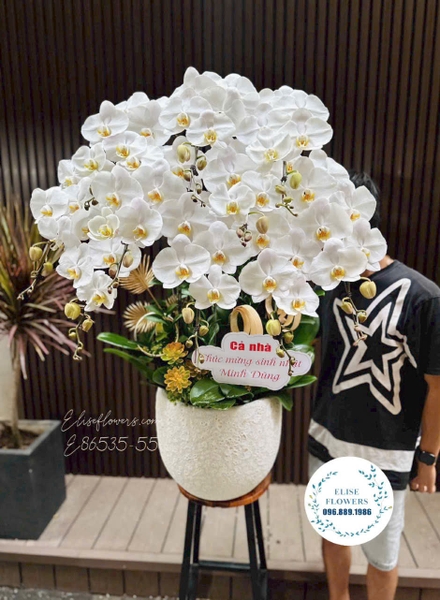 Lan Hồ Điệp Tặng Sinh Nhật - Elise Flowers
