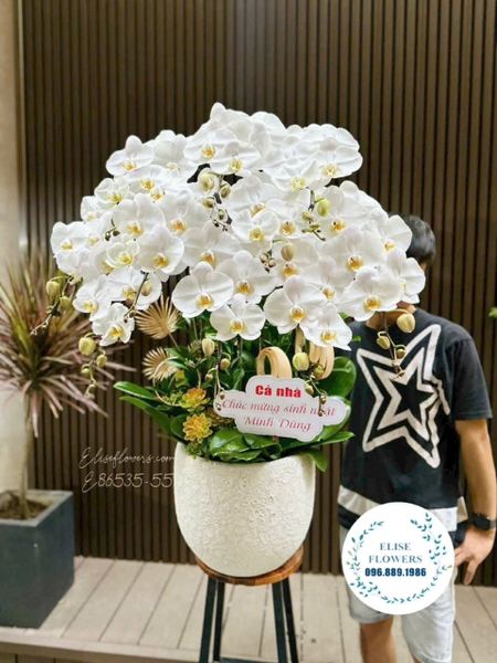 Chậu Lan Hồ Điệp Tone Trắng Tặng Sinh Nhật - Elise Flowers
