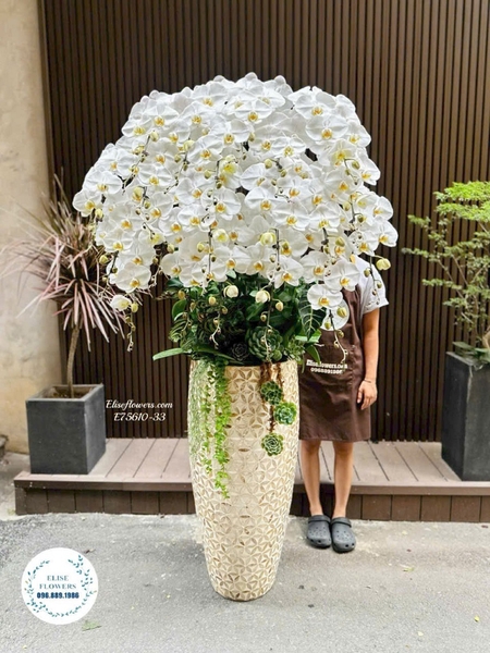 Chậu Lan Hồ Điệp Trắng Tặng Khai Trương, Sếp Tại Hà Nội | Elise Flowers