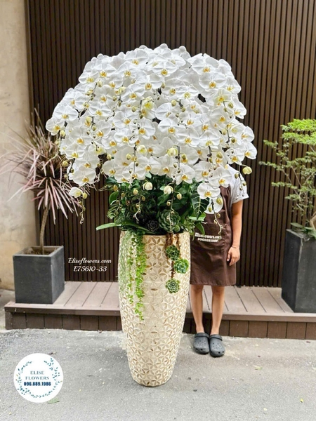 Chậu Lan Hồ Điệp Trắng Sang Trọng Tặng Sếp, Đối Tác Tại Hà Nội | Elise Flowers