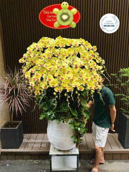 Lan Hồ Điệp Chúc Mừng Ngày Doanh Nhân Việt Nam - Elise Flowers