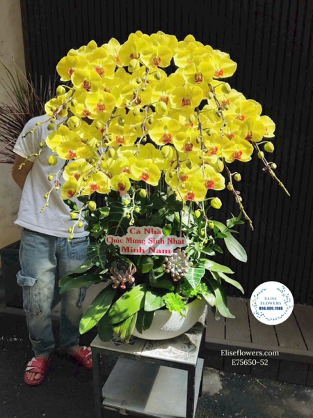 Chậu Lan Hồ Điệp Vàng - Elise Flowers