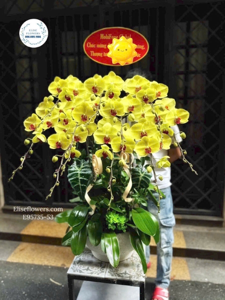 Lan Hồ Điệp Vàng Tươi Tại Hà Nội - Elise Flowers