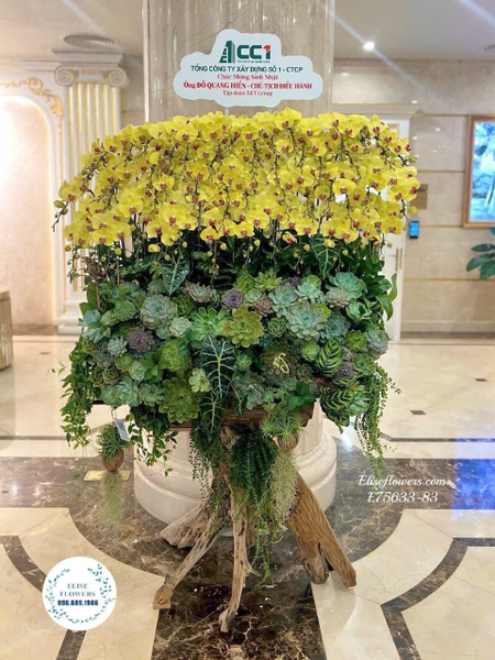 Lan Hồ Điệp Tặng Sếp - Elise Flowers