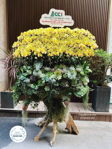 Chậu Lan Hồ Điệp VIP Vàng Tặng Đối Tác Cao Cấp | Elise Flowers