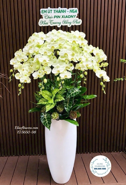 Chậu lan hồ điệp khai trương tặng sếp tại Hà Nội | Elise Flowers