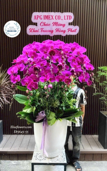 Lan Hồ Điệp Hà Nội - Elise Flowers