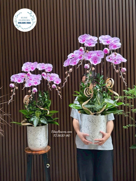 Chi tiết chậu lan hồ điệp tím phối bình sứ vân đá tại Hà Nội | Elise Flowers