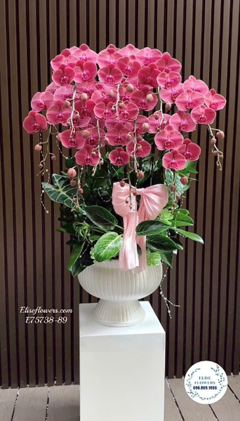 Lan Hồ Điệp Hà Nội. Elise Flowers