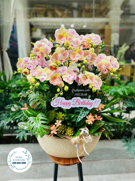 Elise Flowers chuyên cung cấp hoa lan hồ điệp toàn thành phố Hà Nội