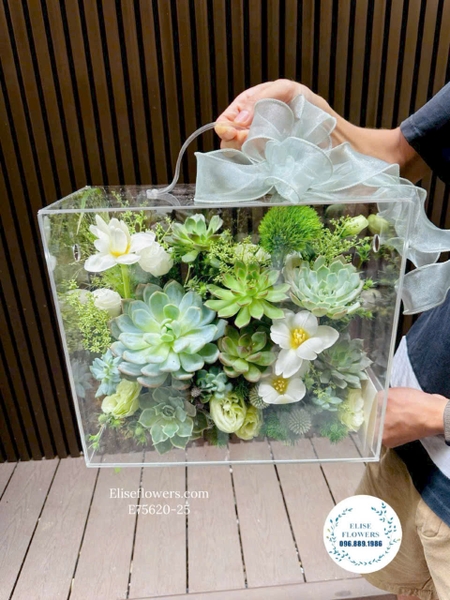 Hộp mica hoa sen đá xanh đẹp tại Hà Nội | Elise Flowers