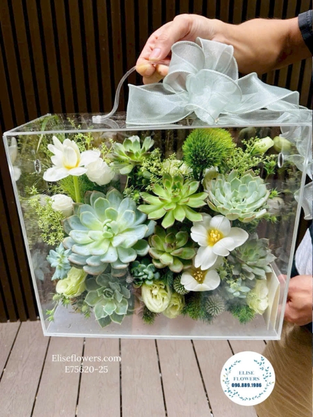 Hộp hoa sen đá đẹp làm quà tặng ngày 20/10 tại Hà Nội | Elise Flowers