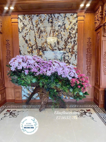 Hoa Lan Hồ Điệp Cao Cấp - Elise Flowers