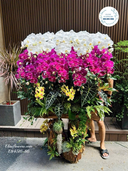 Lan hồ điệp ghép lũa tặng sếp, lãnh đạo cao cấp tại Hà Nội | Elise Flowers