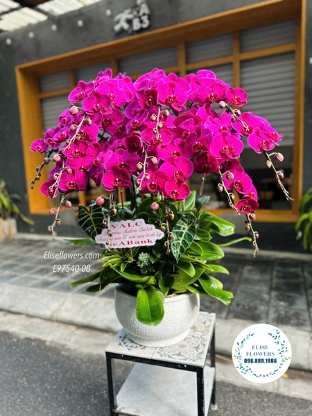Chậu lan hồ điệp tím đẹp tại Hà Nội. Lan hồ điệp tặng khai trương, sinh nhật Hà Nội