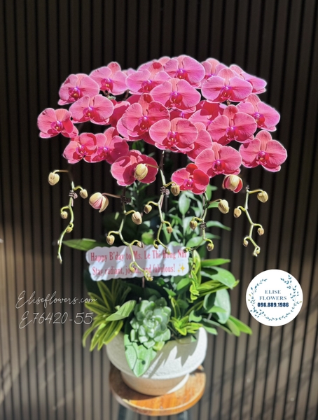 Lan hồ điệp Hà Nội. Chậu lan hồ điệp đẹp sang trọng tặng khách hàng đối tác ở Hà Nội