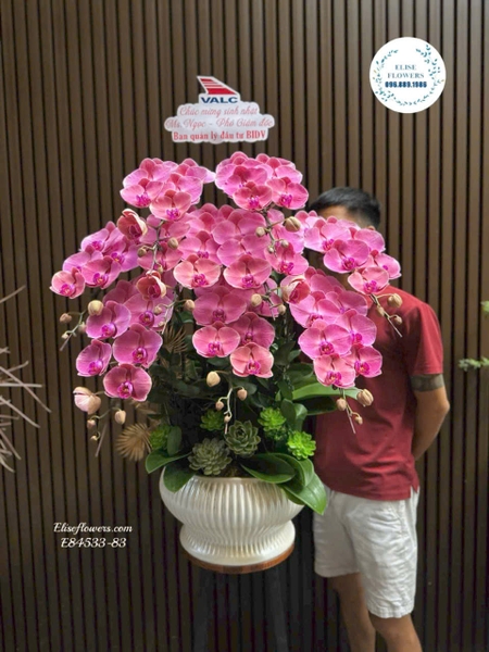 Lan hồ điệp hồng cao cấp tặng sếp tại Cầu Giấy Hà Nội | Elise Flowers