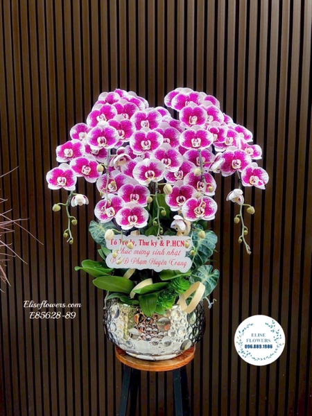 Chậu lan hồ điệp tặng đối tác tại Cầu Giấy, Hà Nội | Elise Flowers