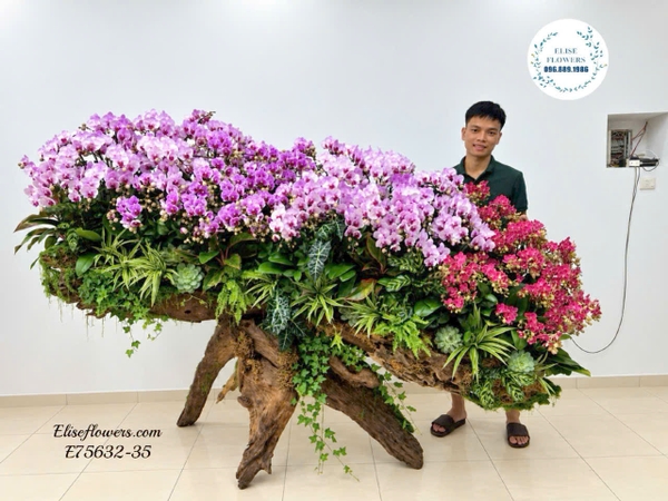 Hoa Lan Hồ Điệp Tặng Tổng Giám Đốc Hà Nội - Elise Flowers