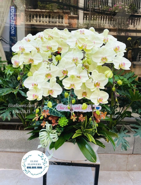 Hoa lan hồ điệp khai trương ở Quận Hoàn Kiếm . Chậu lan hồ điệp chúc mừng khai trương ở Hoàn Kiếm , Hà Nội