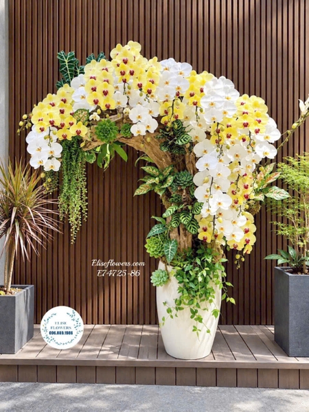 Chậu lan hồ điệp lũa nghệ thuật phối trắng vàng tặng đối tác VIP tại Hà Nội | Elise Flowers