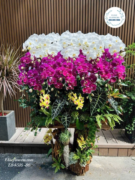 Đặt/mua Lan hồ điệp lũa trang trí phòng khách, tư gia tại Hà Nội | Elise Flowers