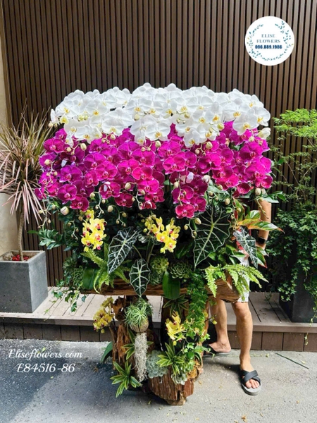 Lan hồ điệp ghép lũa tặng sếp, lãnh đạo Cầu Giấy - Giao Nhanh 2h | EliseFlowers