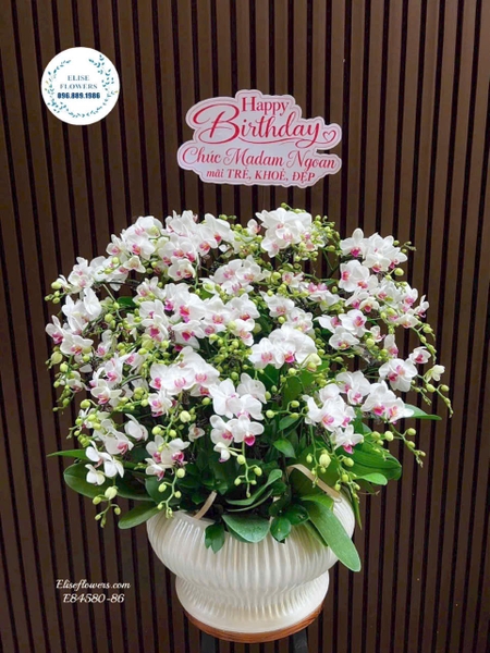 Đặt Chậu lan hồ điệp mini trắng cao cấp làm quà tặng 20/10 | Elise Flowers