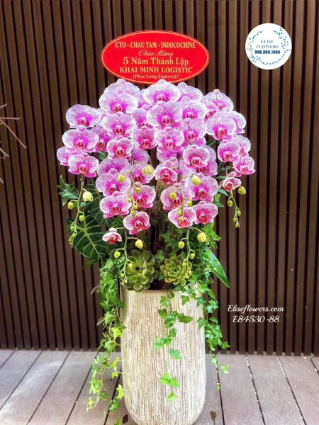 Lan hồ điệp tặng đối tác mừng thành lập công ty tại Hà Nội | Elise Flowers
