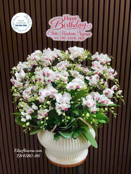Lan hồ điệp tặng mẹ, vợ, bạn gái ngày 20/10 tại Hà Nội | Elise Flowers