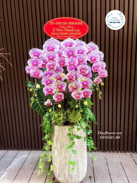 Chậu lan hồ điệp tím hồng cao cấp tại Cầu Giấy, Đống Đa, Hà Đông | Elise Flowers