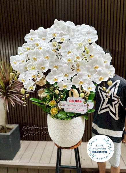 Lan Hồ Điệp Hà Nội - Elise Flowers