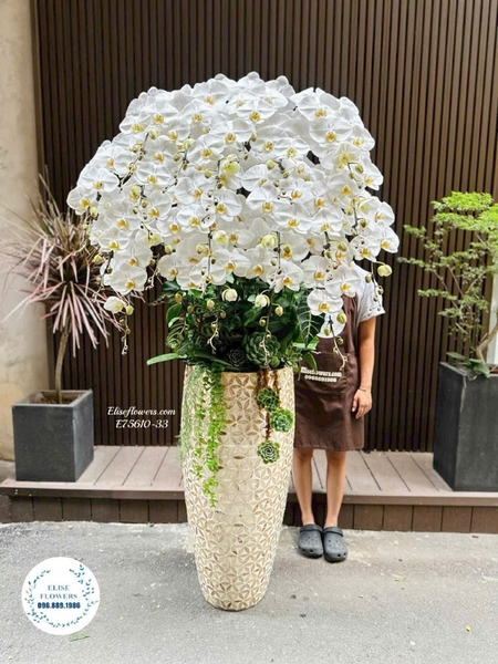 Chậu Lan Hồ Điệp Trắng Tặng Sếp Tại Hà Nội | Elise Flowers