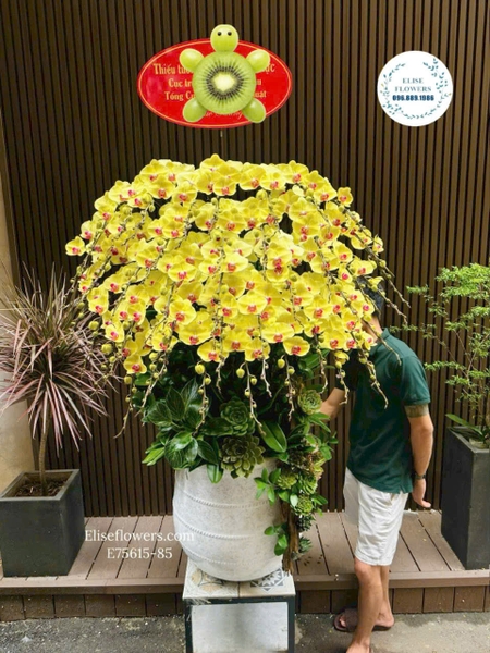 Lan Hồ Điệp Nhiều Cành Tại Hà Nội - Elise Flowers