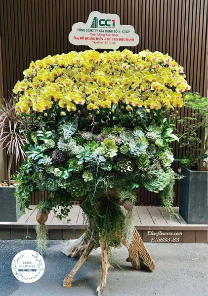 Lan Hồ Điệp Hà Nội