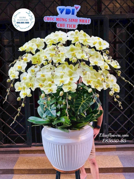 Lan Hồ Điệp Xanh Táo Hà Nội - Elise Flowers