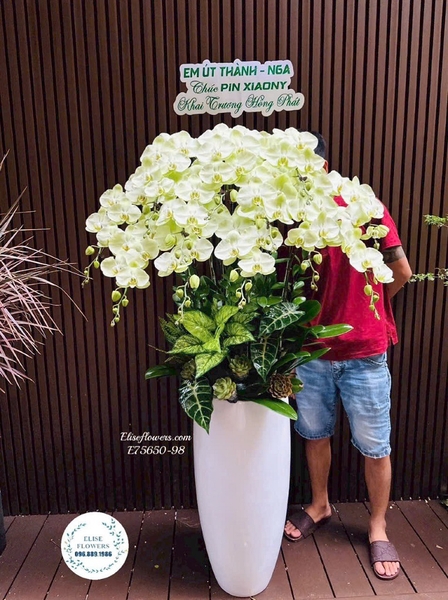 Chậu lan hồ điệp tặng sếp và chúc mừng khai trương ở Hà Nội | Elise Flowers