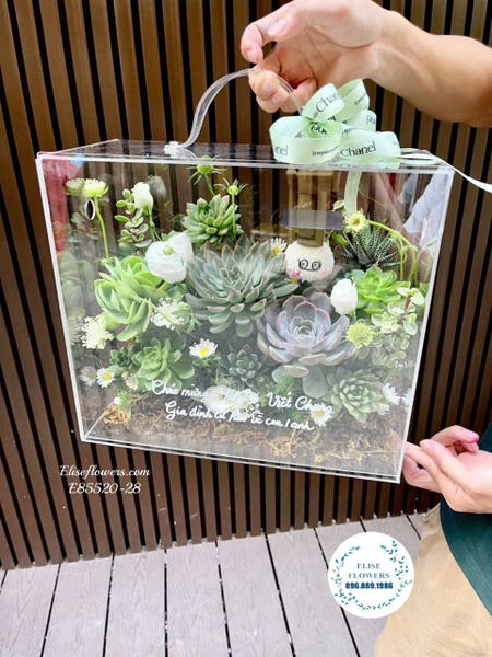 Vali hoa mica/ hộp hoa mica sen đá. Hộp hoa sen đá tặng tốt nghiệp đẹp ở Hà Nội, Cầu Giấy. Elise Flowers