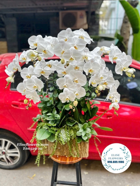 CHẬU HOA LAN HỒ ĐIỆP TRẮNG TẶNG THẦY CÔ NGÀY 20-11. Hoa 20-11 đẹp