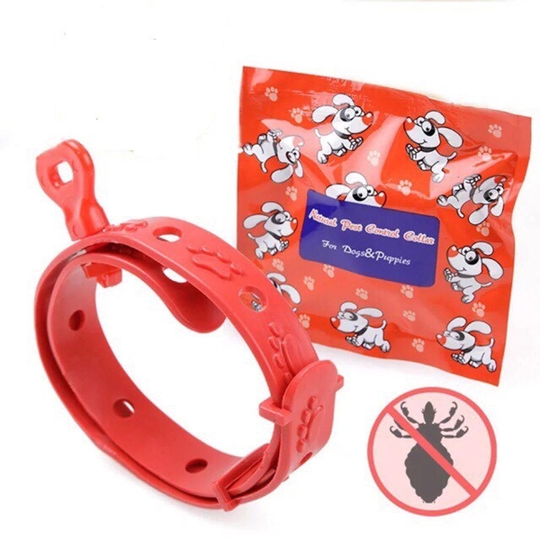 vong-co-ve-ran-danh-cho-cho-4-thang-tuoi-ipet-shop