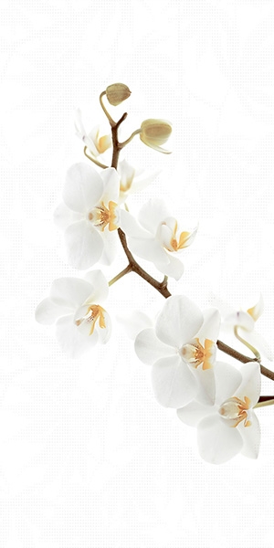 gach-dong-tam-d-40x80-orchid-001-h