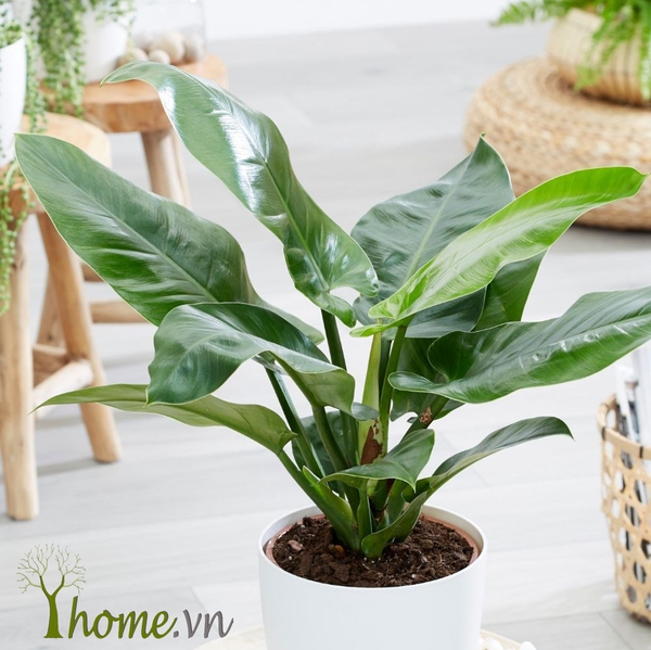 Trầu Bà Đế Vương Xanh Công ty TNHH Cảnh Quan Trẻ