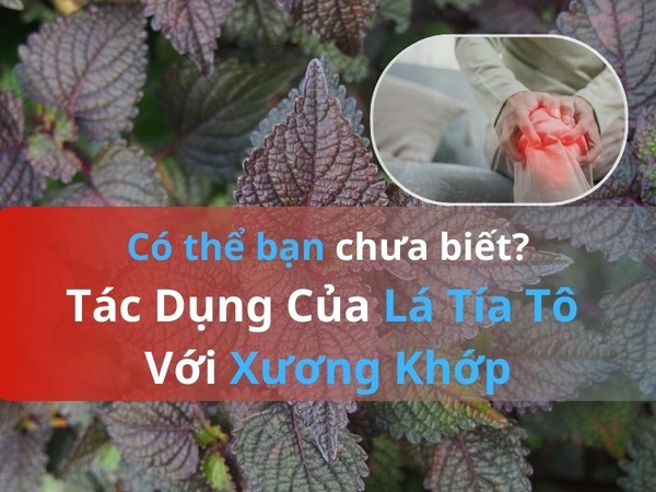 Tác Dụng Của Lá Tía Tô Với Xương Khớp: Không Phải Ai Cũng Biết