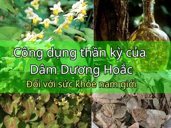 Công Dụng Của Dâm Dương Hoắc - Vị Thuốc Quý Hỗ Trợ Sức Khỏe Của Nam Giới