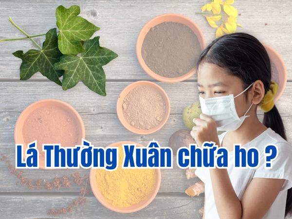 Lá Thường Xuân Là Gì ? Vì Sao Nên Lựa Chọn Sản Phẩm Giảm Ho Có Lá Thường Xuân ?