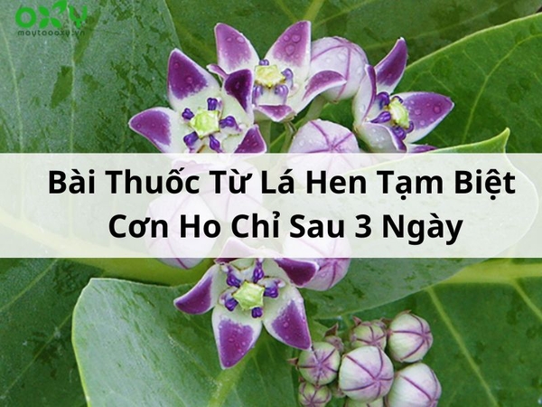 Bài Thuốc Từ Lá Hen Tạm Biệt Cơn Ho Chỉ Sau 3 Ngày