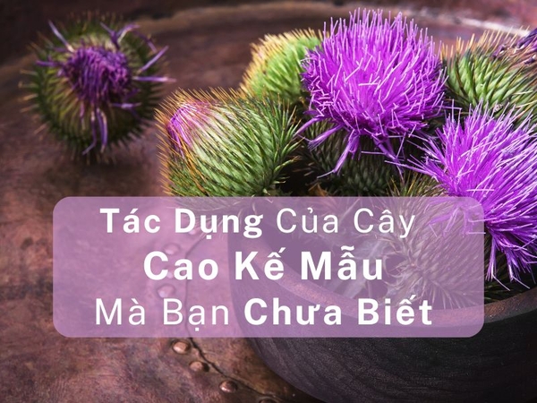 Tác Dụng Của Cây Cao Kế Sữa Mà Bạn Chưa Biết