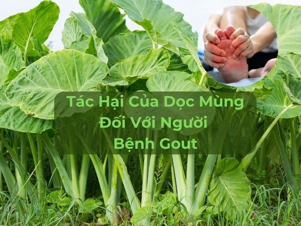 Tác Hại Của Dọc Mùng Đối Với Người Bệnh Gout