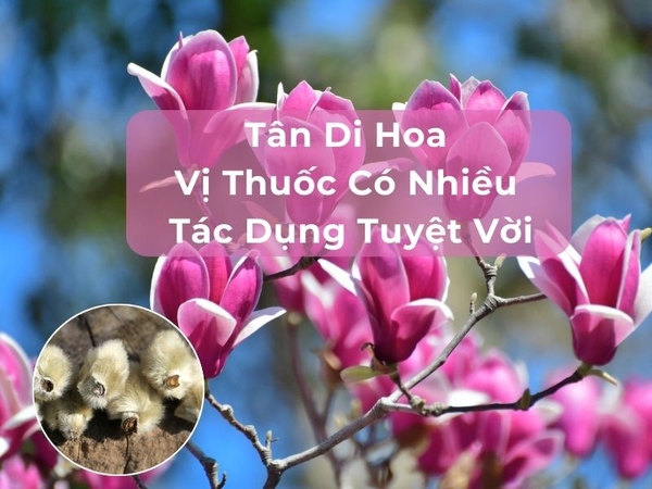 Tân Di Hoa Vị Thuốc Có Nhiều Tác Dụng Tuyệt Vời
