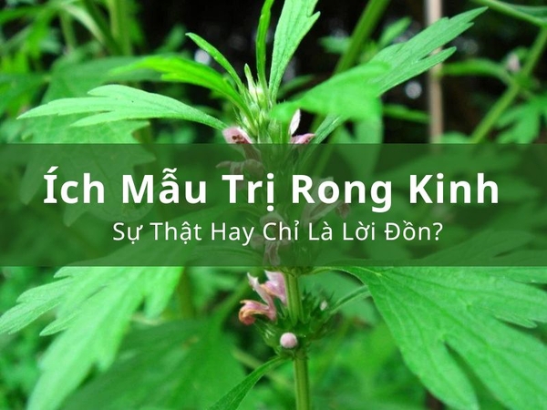 Ích Mẫu Trị Rong Kinh Sự Thật Hay Chỉ Là Lời Đồn?